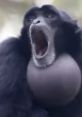 Screaming Gibbon Monkey Type your text and hear it in the voice of Screaming Gibbon Monkey.