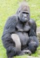 Mrs. Silverback