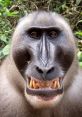Monkey From Gozolo X Monkey Gozolo x monkey