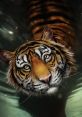 Tigre