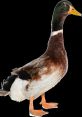 Duck1172