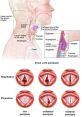 Vocal Cord Exploding Chaos My horrendous voice!! :) What you'll find here: - Voice impressions (probably trash XD) - Me