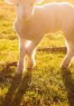 Jsheep Londoner