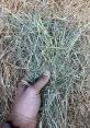 [Fs] [Hay