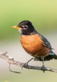 Robin! Oh, snack