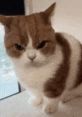 Angy Been A very angry been