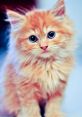 Kitten Cat