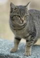 Catcata Type your text and catcata will say it.