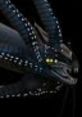 Gagryleviathan rawr showcases a fierce, mythical creature with dark scales and striking yellow eyes, embodying aquatic power.