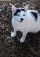 Meowsson