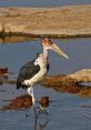 Marabu 2