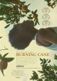 Burning Cane (2019) Amongst the cane fields of rural Louisiana, an aging mother struggles between her religious convictions
