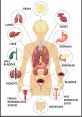 Organs My defenetrs are great