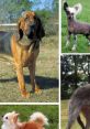 Dog (Misc Voice, Cepstral) Dog (Misc voice) from Cepstral voices.