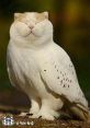 Meowl Right