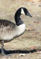 Mr. Goose (Mario And Luigi Show) Mr. Goose Is a News anchor and the courthouse judge Voiced by: Carmine Duke