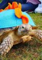 Henry aka The NoTortoise BIG Henry, known affectionately as The NoTortoise, is a vibrant and charismatic 19-year-old