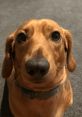 Lokitheweenie Lokitheweenie is a charming sausage dog who has captured the hearts of many with his playful personality and