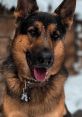 GSD_Moose GSD_Moose is a dynamic YouTube creator who documents life alongside Moose, his charming German Shepherd, in