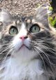 Corndog 🌽🐶 Corndog is a dedicated #corndad who has embraced his journey as a five-plus-year-old tomcat turned foster