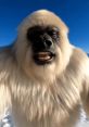 YETI VLOGS Welcome to YETI VLOGS, the go-to destination for engaging and entertaining TikTok content! With a vibrant