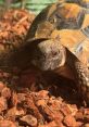 Hermonie The Hermann Tortoise Hermonie, a charming and well-loved Hermann tortoise, resides in a cozy habitat where she