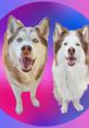 Fabius_the_Husky Fabius_the_Husky is a charismatic and energetic husky mix breed, dedicated to bringing joy and happiness to