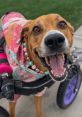 Wobbly Hannah Wobbly Hannah is a charming and joyful canine star who captivates audiences with her infectious smile and