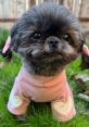 Kimchi the the Shih Tzu Meet Kimchi, the delightful 4.5-pound Shih Tzu who brings energy and joy into the lives of those