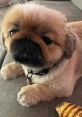 Pickles.victoria Meet Pickles Victoria, the charming Pekingese puppy who has captured the hearts of many with her playful