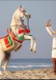 Tariq Tariq is a highly experienced professional horse trainer, renowned for his gentle and effective training methods
