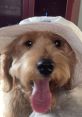 Toast the Narcoleptic Doodle Toast the Narcoleptic Doodle is a heartwarming rescue dog on a mission to spread joy,