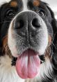 Kevin The Berner Kevin The Berner is an engaging and enthusiastic content creator known for his distinctive voice and