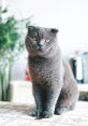 Gato Gato and effects to download and play.