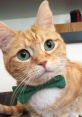 Fin For The Win Instafamous Cat Meet Fin, the Instafamous Cat and a true Meowtivational Speaker dedicated to inspiring