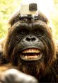Bigfoot Vlog Time Welcome to Bigfoot Vlog Time, the ultimate destination for unforgettable moments that will elevate your