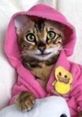 Angel Bengal Angel Bengal is an adventurous and vibrant young woman with a passion for travel, fashion, and culinary