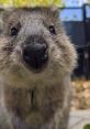 Kinta and Lara - Quokka stars at Adelaide Zoo Kinta and Lara are delightful Quokka ambassadors at the Adelaide Zoo,