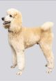 Pappy the Poodle Pappy the Poodle is an exceptionally talented standard poodle renowned for his captivating ability to