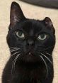 Uno Meet Uno, the internet-famous one-eared sensation who has captured the hearts of fans around the globe. Hailing from a