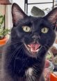 BabaYaga cat Meet BabaYaga, the charming and charismatic feline sensation taking over the world of social media. This