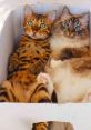 Nelly and Gilbert the cats Nelly and Gilbert are two charming feline companions that bring joy and personality to their