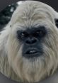 Yeti Boo Yeti Boo is a dynamic content creator specializing in outdoor vlogging, where he takes his viewers on thrilling