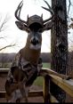 Bucknasty Bucknasty, a dynamic and energetic male voice artist in his 30s, hails from the United States and has captured