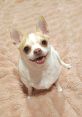 Pumpkin The Plump Pumpkin the Plump is an endearing and charismatic Chihuahua who has captured the hearts of audiences