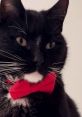 Bubsy Not The Bobcat Bubsy Not The Bobcat, famously recognized as YouTube's IT Cat, has captured the hearts of viewers