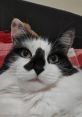 Fluffy British Cat Meet Fluffy, the quintessential British Cat known for his charmingly rotund physique and a personality as