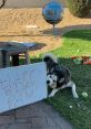 RubyAndAxl RubyAndAxl is a dynamic duo featuring Axl, a charming talking Husky, and Ruby, an adorable GoldenDoodle, who have