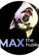 MAX the HUSKY Max the Husky is an incredible Siberian husky with a captivating personality that has charmed audiences around