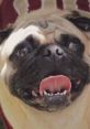 Lucky Goats Lucky Goats has captivated over 1 million followers on TikTok under the handle @luckygoats, showcasing an